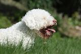 LAGOTTO 012